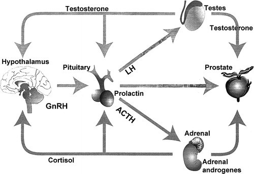 Figure 1. The endocrine control of the prostate gland. The main regulator is testosterone, which is produced from the testes (95%) and the adrenals (5%). Testosterone production is regulated by LH (testes) and ACTH (adrenals). The pituitary production of LH is regulated by GnRH from the hypothalamus.