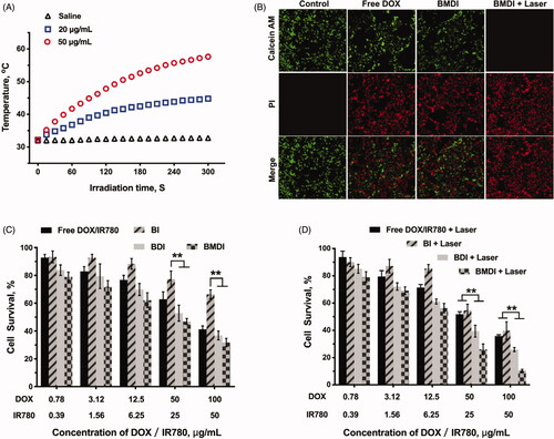 Figure 5. (A) Temperature curves of BMDI dispersions with different concentrations exposed to NIR laser irradiation; (B) Living/dead cell-staining after BMDI treatments with or without photothermal ablation; Cell survival assay for different BSA-based formulations treatment: for (C) without laser irradiation, and for (D) with laser irradiation. Data reported represent mean ± SD (n = 3, and ‘*’ p < .05).