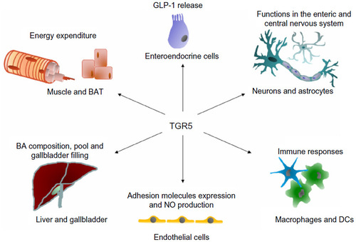Figure 1 Schematic overview of the action of TGR5 in different cells and tissues.