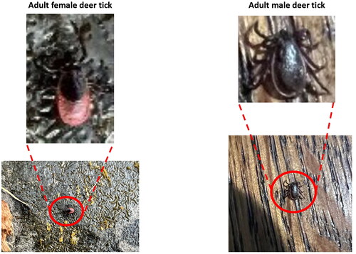 Figure 3. Images of collected adult female and male deer ticks in case 2. Photos courtesy of participants in case 2.