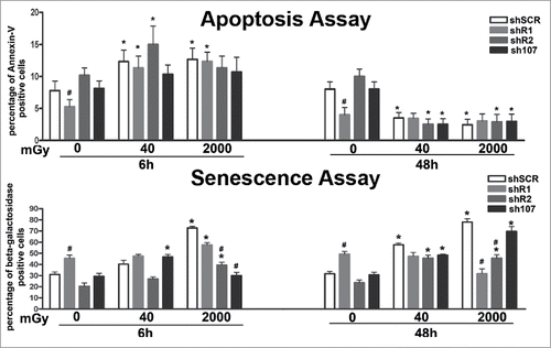 Figure 4. Evaluation of senescence and apoptosis. For each silenced condition, the upper graph shows the mean percentage of β-galactosidase positive cells either in basal conditions or 6 and 48 hours post-irradiation. The lower graph shows the mean percentage of Annexin V positive cells. Data are expressed with standard deviation. shR1, shR2 and sh107 cells were tested vs. control MSCs (shSCR, #p < 0.05). In each silenced condition (shSCR, shR1, shR2 and sh107), we compared irradiated versus unirradiated cells (*p < 0.05). The shSCR wild type MSCs; shR1, shR2 and sh107 are MSCs with silenced RB1, RB2/P130 and P107, respectively.