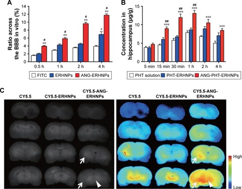 Figure 7 (A) The transport percentage of FITC, ERHNPs and ANG-ERHNPs across an in vitro BBB model at various times. *p < 0.05, **p < 0.01 compared with FITC, #p < 0.05 represents the difference between the ERHNPs and ANG-ERHNPs ***,##Anova results. (B) PHT concentrations in the hippocampus after the administration of PHT, PHT-ERHNPs and ANG-PHT-ERHNPs at the dose of 50 mg⋅kg−1 for various times. (C) Ex vivo fluorescence imaging of coronal brain slices. Arrows indicate the hippocampus, and triangles indicate the brainstem. Adapted from Ying X, Wang Y, Liang J, et al. Angiopep-conjugated electro-responsive hydrogel nanoparticles: therapeutic potential for epilepsy. Angew Chem Int Ed Engl. 2014;53(46):12436–12440. Copyright (2014) with permission from John Wiley and Sons.Citation72Abbreviations: ANG, angiopep-2; BBB, blood–brain barrier; ERHNPs, electro-responsive hydrogel NPs; FITC, fluorescein isothiocyanate; NPs, nanoparticles; PHT, phenytoin.