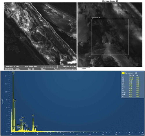 Figure 3c. SEM/EDS of BSF