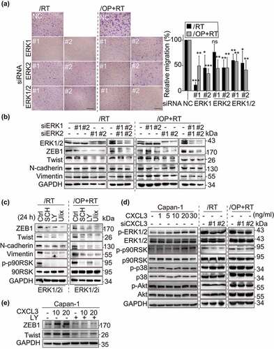 Figure 6. The CXCL3-ERK1/2 axis plays a critical role in the migration of resistant variants. a, Depletion of ERK1/2 attenuated the migration of Capan-1/RT and Capan-1/OP+RT variants. Cells were transfected with siERK1, siERK2, or both for 48 h, and then subjected to Transwell migration assays for 24 h. Representative images of Capan-1/RT and Capan-1/OP+RT (left panel). Quantitative data from the migration assays (right panel). All data were analyzed from three independent experiments and expressed as the mean ± SD. ns, not significant, * p < .05, ** p < .01, *** p < .001. b and c, Western blotting analysis of EMT-related proteins after transfection with siERK1, siERK2 or both for 48 h (b) or treatments with ERK1/2 inhibitors for 24 h (c) in Capan-1/RT and Capan-1/OP+RT cells. ERK1/2 inhibitors (ERK1/2i): SCH772984 (SCH), LY3214996 (LY) and ulixertinib (Ulix). d, CXCL3 regulated the phosphorylation of ERK1/2 and p90RSK. Cells were treated with the chemokine CXCL3 (1, 5, 10, 20, and 30 ng/ml) for 24 h or siCXCL3 for 48 h, and then subjected to Western blotting to detect total and phosphorylated protein levels. p90RSK is the direct downstream effector of ERK1/2 signaling. e, Changes in ZEB1 and Twist expression levels following CXCL3 and ERK1/2 inhibitor incubation. FBS-starved cells were pre-treated with 10 μM LY3214996 (LY) for 4 h, then with the chemokine CXCL3 (10 and 20 ng/ml) for 24 h, and subjected to Western blotting.