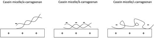 Figure 3. Proposed interactions between different types of carrageenans and casein micelles. Adapted from (Wang et al. Citation2014).