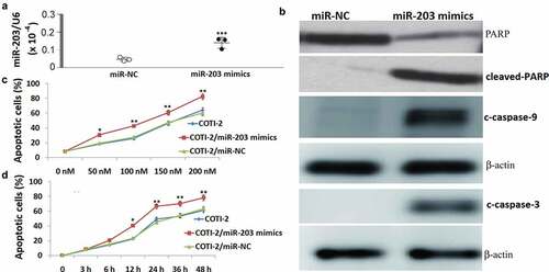 Figure 3. Enforced expression of miR-203 enhanced BITC-mediated apoptosis in Jurkat cells. Total cellular extracts were prepared from Jurkat cells transfected with miR-NC (control) and miR-203 mimic, and then subjected to qRT-PCR assay for miR-203 (a), and western blot assay for cleaved caspase-9 and −3 and PARP (b). (c), Jurkat cells transfected with miR-NC or miR-203 mimic were treated with 0, 50, 100, 150, and 200 nM COTI-2 for 48 h. After treatment, cells were stained with Annexin V/PI, and apoptosis was determined using ﬂow cytometry. (d), Jurkat cells transfected with miR-NC or miR-203 mimic were treated with 200 nM COTI-2 for 3–48 h. After treatment, cells were stained with Annexin V/PI, and apoptosis was determined using ﬂow cytometry. Significant difference from controls, Student’s t-test, *p < 0.05; **p < 0.01;***P < 0.001