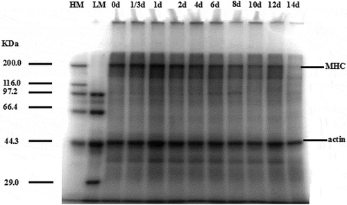 Figure 4. SDS-PAGE photographs of protein degradation in PYAM during iced storage
