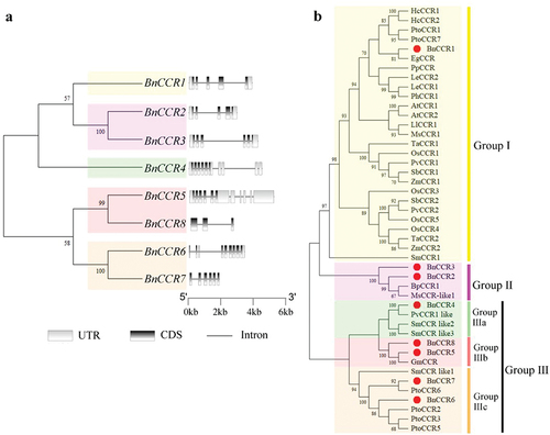 Figure 2. Gene structure of BnCCR, CDS, UTR, and introns are represented by black rectangle, gray rectangles, and gray lines, respectively (a). Phylogenetic relationship of the CCR proteins of ramie and other plants (b).