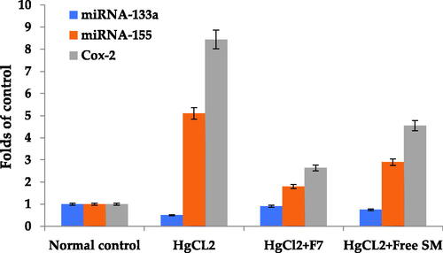 Figure 6. Effect of free SM and F7 on lung miRNA 133a, 155 expression and Cox-2 protein expression in rats. Data (n = 10 per group) are presented as folds of increase or decrease compared to the control supposing the control value is one.