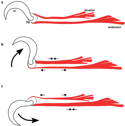 Figure 2. Dorsoventral rotation of the claw in lateral aspect; (a) claw in normal position, muscles relaxed; (b) claw lifted, levator contracted, extensor relaxed; (c) claw lowered, levator relaxed, extensor contracted. Muscles are given in red, cl = claw, bp = basilar piece.