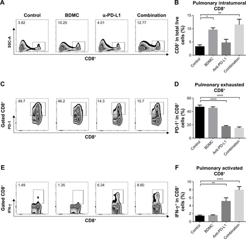 Figure 5 Combination treatment boosted immune response in pulmonary metastasized bladder cancer.