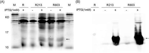 Figure 1. Inductive expression and identification of the recombinant His6-tagged TNF30 in E. coli. (A) SDS-PAGE detection of the products. (B) Western bolt analysis of the products using anti-His6 antibodies.