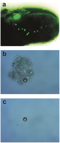 Figure 4. Fish faecal pellet with a single large particle and a few small MPs extracted from the sediment trap in the experimental treatment photographed under the UV microscope (Nikon Eclipse E450) with 4 × magnification (a) and a single particle of MPs extracted from the water in the experimental treatment (b) and in control (c) photographed by the UV microscope (Nikon Eclipse E450) with 8 × magnification.