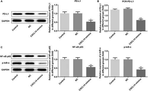 Figure 5. Expression levels of PD-L1, NF-κB, and p-IκB after overexpression of CXCL14 in TCA-8113 cells. The protein expression of PD-L1 (A) was measured by Western blot and the mRNA expression of PD-L1 (B) was assessed by qRT-PCR. (C) The protein expression of NF-κB and p-IκB were measured by Western blot. *P < 0.05, **P < 0.01, ***P < 0.001 versus NC. NC, negative control. All results were confirmed in at least three independent experiments.