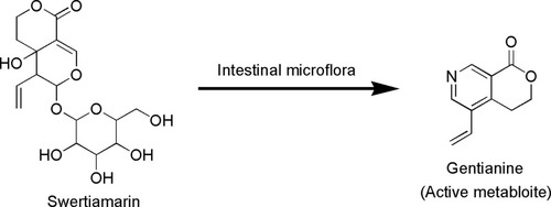 Figure 9 Metabolic conversion of swertiamarin to gentianine by intestinal microflora.