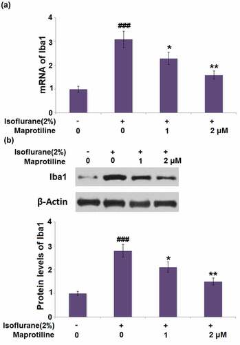 Figure 6. Maprotiline inhibited the expression of Iba1 in BV2 microglial cells. (a). mRNA of Iba1; (b). Protein levels of Iba1 (###, P < 0.005 vs. vehicle group; *, **, P < 0.05, 0.01 vs. Isoflurane group)