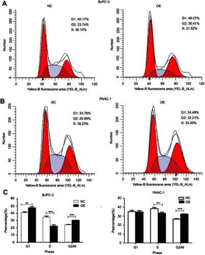 Figure 3 The cycle distribution of PDAC cells after overexpression of miR-193a-3p. (A and B) Cycle distribution of the BxPC-3 cell line and Panc-1 cell line. (C) Statistical analysis of the cell cycle distribution of PDAC.Abbreviations: NC, negative control; OE, the overexpression of miR-193a-3p.