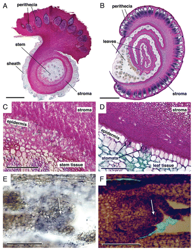 Figure 2 Comparisons between bamboo shoot tissue colonized by Aciculosporium take and Heteroepichloë sasae. Both species cause bamboo witches' broom disease. Samples were fixed, embedded in paraffin, and sectioned as shown previously.Citation1 All colonized bamboos were collected at Kanazawa-shi, Ishikawa, Japan (36°30′25″N, 136°37′59″E). (A–D) Sections stained by Alcian blue (pH 2.5) and periodic acid Schiff reaction methods.Citation9 The magenta color indicates fungal materials. Perithecia with asci were stained blue-purple. (A and B) Several images were combined into one large image because the field of view obtained by a microscope was smaller than the sample dimensions. (A) Cross section of A. take stroma with perithecia. Bar, 500 µm. (B) Cross section of H. sasae stroma with perithecia. Bar, 1 mm. (C) Interface between A. take stroma and the host plant tissue. Endophytic mycelia were observed in the intercellular spaces of plant tissue. Bar, 100 µm. (D) Interface between H. sasae stroma and host plant tissue. Mycelia were observed superficially on the plant surface, except for stomata. Bar, 100 µm. (E) Longitudinal section of an A. take-colonized shoot of P. bambusoides. The blue color indicates fungal mycelia visualized by in situ hybridization with a species-specific oligonucleotide probe.Citation1 Endophytic hyphae were observed in the intercellular spaces of shoot apical meristem (arrow) tissue. Bar, 100 µm. (F) Longitudinal section of an H. sasae-colonized shoot of Sasa palmata. The green color indicates the fungal mycelia of H. sasae stained with fluorescein isothiocyanate-labeled wheat germ agglutinin. Plant tissue was stained with safranine. Mycelia were observed on the surface of the shoot apical meristem (arrow). The bright field image and fluorescent images were combined. Bar, 100 µm.