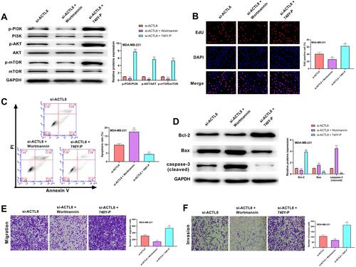 Figure 6 PI3K/AKT/mTOR signaling pathway was involved in ACTL8 modulated the proliferation, apoptosis, migration and invasion in MDA-MB-231 cells. (A) After treatment of PI3K/AKT/mTOR pathway inhibitor (Wortmannin) and PI3K/AKT/mTOR pathway activator (740Y-P), the expression of p-PI3K, PI3K, p-AKT, AKT, p-mTOR and mTOR in transfected MDA-MB-231cells was measured by Western blot. (B) EdU assay was used to assess the proliferation of the transfected MDA-MB-231 cells following the treatment of Wortmannin and 740Y-P. (C) Flow cytometry was performed to assess the apoptosis of the transfected MDA-MB-231 cells following the treatment of Wortmannin and 740Y-P. (D) After treatment of Wortmannin and 740Y-P, the expression of Bcl-2, Bax and cleaved caspase-3 in transfected MDA-MB-231cells was measured by Western blot. (E) Transwell assay was used to assess the migration of the transfected MDA-MB-231 cells following the treatment of Wortmannin and 740Y-P. (F) Transwell assay was used to assess the invasion of the transfected MDA-MB-231 cells following the treatment of Wortmannin and 740Y-P. **P < 0.01, vs si-ACTL8 group.