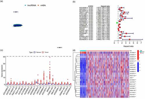 Figure 1. The expression of m6A-long noncoding RNAs (lncRNAs) and their role in the prognosis of hepatocellular carcinoma patients