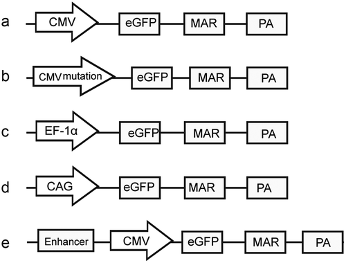 Figure 1. Schematic of expression vectors containing different elements.