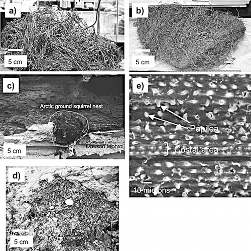Figure 2 (a and b) Plan and side view (respectively) of a paleosol removed from the Fox Permafrost Tunnel with well-preserved grasses and sedges still attached. (c) A subfossil arctic ground squirrel nest above the Dawson tephra (redrawn from CitationFroese et al., 2002). (d) A coin (for scale) lying on the paleoturf at Goldbottom Creek. (e) An environmental scanning electron microscope image of a fossil graminoid cuticle (ca. 31,000 14C yr BP) from the Fox Permafrost Tunnel, Alaska.