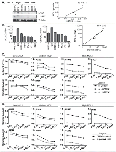 Figure 4 (See previous page). Correlation of MCL1 and USP9X levels and sensitivity to USP9X inhibition in NSCLC cells. (A) Western blot showing MCL1 and USP9X levels in 7 NSCLC cell lines grouped in tertiles by MCL1 protein expression levels (left). Correlation of USP9X and MCL1 protein expression levels by densitometry of the Western blot, with linear regression (right). (B) Quantitative PCR for MCL1 and USP9X mRNA expression levels normalized to GAPDH (left). Correlation of USP9X and MCL1 mRNA levels by qPCR, with power regression (left). (C) Luminescent cell viability assays in the 7 NSCLC cell lines grouped in tertiles by MCL protein expression levels, following fractionated radiation over 3 consecutive days with or without USP9X siRNA knockdown. Error bars reflect standard deviation. (D) As C, but with WP1130 treatment in lieu of USP9X siRNA knockdown.