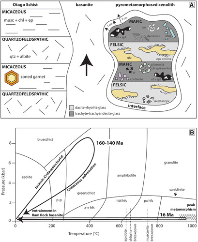 Figure 9. A, Schematic diagram of the mineralogical and textural changes that the regionally metamorphosed Otago Schist underwent during pyrometamorphism. Not to scale. B, P-T-t diagram of regional metamorphism of the Otago Schist around 160–140 Ma, followed by the pyrometamorphic event at 16 Ma (Coombs et al. Citation2008). Pressure and temperature range of Otago Schist metamorphism from Mortimer (Citation2000). Entrainment of the crustal xenoliths occurred at a shallow depth, with peak metamorphism reached quickly before the xenoliths were erupted and cooled.
