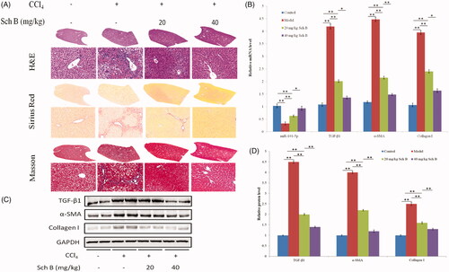 Figure 4. Sch B up-regulates miR-101-5p and ameliorates CCl4-induced liver fibrosis in rats. (A) Liver fibrosis assessed by H&E and Sirius Red staining. (B) The mRNA levels of miR-101-5p, TGF-β1, α-SMA, and collagen I. (C,D) The protein levels of TGF-β1, α-SMA, and collagen I. Data are mean ± SEM (n = 8); *p < .05, **p < .01.