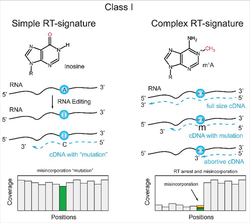 Figure 4. Applications of Class (I)techniques to A-to-(I)editing and m1A. Inosine, which is derived from A by RNA editing, generates “misincorporation” into cDNA, due to its base-pairing to C. The RT-signature contains only the “misincorporated” nucleotide compared to the reference sequence (left). m1A and other modified nucleotides with altered Watson-Crick edge generate complex RT-signatures composed of both RT-arrest and misincorporation at the modification site (right).
