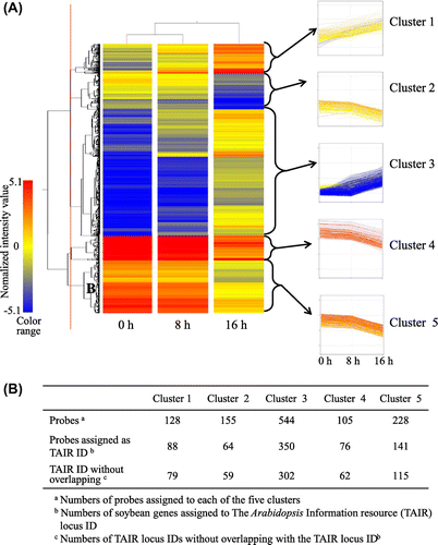Fig. 7. Gene expression patterns of 5 clusters.Notes: (A) Time-course changes in the expression patterns of 5 clusters. After hierarchical clustering analysis, the genes were divided into 5 groups, as shown by red line; (B) Number of genes in the 5 clusters.