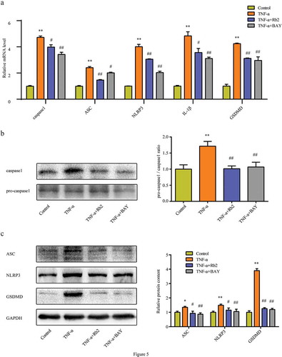 Figure 5. Rb2 inhibited pyroptosis in 3T3-L1 adipocytes. (a) mRNA levels of caspase 1, ASC, NLRP3, IL-1β and GSDMD. (b) Pro-caspase 1 and caspase 1, ratio of pro-caspase 1 to caspase 1. (c) ASC, NLRP3 and GSDMD levels in 3T3-L1 adipocytes. Data are presented as mean ± SEM. *P < 0.05, **P < 0.01 compared with control group; #P < 0.05, ##P < 0.01 compared with TNF-α group. GSDMD is a quintessential mediator of pyroptosis