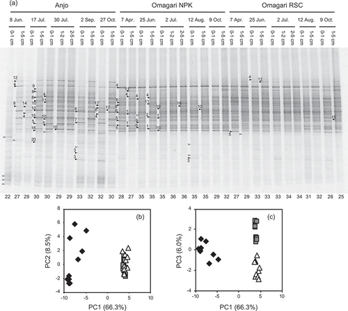Figure 2. DGGE band patterns of Gallionella-related Fe-oxidizing bacterial 16S rRNA genes obtained from soil samples of three paddy fields (a) and principal component analysis of the patterns (b and c). The denaturant gradient range is 32–62%. The nucleotide sequences of the bands with closed symbols were determined. The numbers with the symbols corresponds to the OTU numbers in Figure 3. Open symbols indicate the bands that sequences were not obtained. The numbers below the each lane shows the number of the bands observed from the each sample. PC, principal component. Percentages in parentheses show the contribution of each principal component. Diamond, triangle and square symbols indicate the samples obtained from the Anjo and Omagari NPK and RSC fields, respectively. Biplots of PC1 vs. PC2 (b) and PC1 vs. PC3 (c) are shown to explain the differences between the Anjo and Omagari fields and between the NPK and RSC plots in the Omagari field