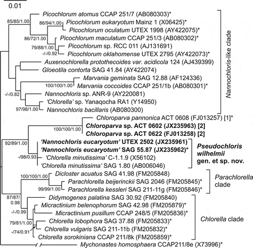 Fig. 13. Maximum likelihood (ML) tree of 18S rRNA gene sequences retrieved from the studied isolates (SAG 55.87, SAG 1.80 and UTEX 2502) and their closest relatives (Trebouxiophyceae, Chlorophyta) based on 1691 nucleotide positions (best tree likelihood score, lnL = –4575.832). Bootstrap values greater than 70 [based on 100 and 1000 replicates for ML and maximum parsimony (MP), respectively] and Bayesian (B) posterior probabilities higher than 0.70 are shown (ML/MP/B). Sequences determined in this study appear in bold. The number of introns is shown in square brackets, if present. Asterisks mark authentic strains according to Henley et al. (Citation2004), Luo et al. (Citation2010), Krienitz et al. (Citation2011), Somogyi et al. (Citation2011) and this study.