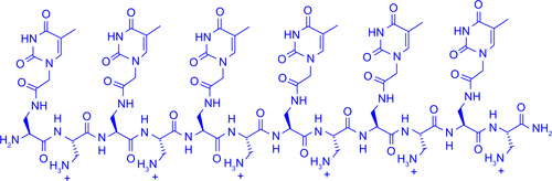 Figure S1 Structural representation of the hexathymine oligo(l-Dap).