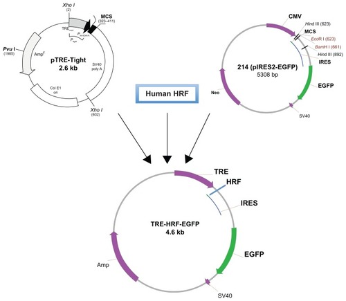 Figure 2 Schema of the transgenic TRE-HRF/TCTP-EGFP plasmid construction.