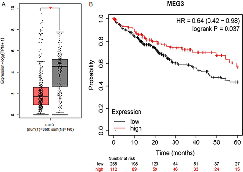 Figure 1 Low expression of MEG3 predicts poor prognosis in HCC patients. (A) The expression pattern of lncRNA MEG3 in 369 LIHC tissues and 160 normal tissues shown at GEPIA database (http://gepia.cancer-pku.cn/). (B) The overall survival time of HCC patients with high or low expression of MEG3 predicted at Kaplan Meier Plotter database (https://kmplot.com/analysis/). *p < 0.05.