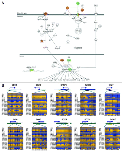 Figure 3. Aberrant DNA methylation changes in WNT pathway genes. (A) IPA analysis highlights DNA methylation alteration in WNT pathway genes. Hypermethylated genes are indicated by red and hypomethylated genes are highlighted by green. (B) Single-base CpG methylation patterns in WNT pathway genes in CLL. Each row is the result of an individual patient sample. Each box represents a CpG site. The color indicates the methylation level. Yellow, no methylation; blue, methylation. The proportion of yellow and blue in each box represents the methylation level. Only common CpGs shared by all samples are shown.