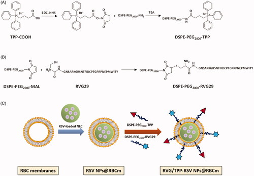 Figure 1. Preparation and characterization of dual-modified novel biomimetic nanosystems. Principle of the preparation of (A) DSPE-PEG2000-TPP and (B) DSPE-PEG2000-RVG29. (C) Schematic preparation of RVG/TPP-RSV NPs@RBCm. First, the RBC membranes were derived from RBCs and bare RSV-loaded NPs were prepared using an emulsification ultrasonication method. Next, the resulting RBC membranes were coated onto the surface of bare RSV-loaded NPs through mechanical extrusion to form RSV-loaded NPs@RBCm. Finally, DSPE-PEG2000-RVG29 and DSPE-PEG2000-TPP were inserted into the outer monolayer of RBC membranes to form RVG/TPP-RSV NPs@RBCm.
