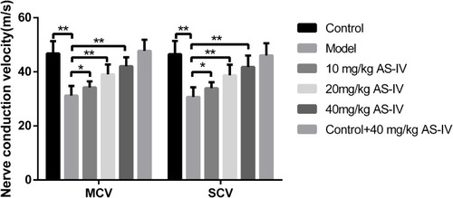 Figure 4 Effects of AS-IV administration on the sciatic nerve conduction velocity of oxaliplatin-induced rats. The MCV and SCV were detected in in rats from different groups at day 28 of oxaliplatin treatment. Data are the means ± SEM of three experiments. (n=10, *P<0.05, compared with model group; **P<0.01, compared with model group).
