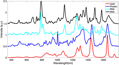 Figure 3 Pure spectrum of lipid (red), protein (blue), RNA (cyan) and DNA (black).