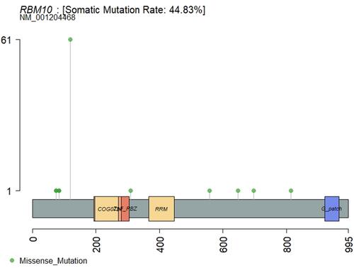 Figure 5 RBM10 mutation distribution.