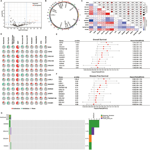 Figure 1 Analysis of genetic variations and correlations of EMT genes in AML. (A) The volcano plot shows the DEG between non-recurrent AML and recurrent AML. (B) Distribution of 13 EMT genes on chromosomes. (C) Spearman correlation analysis of the 13 genes. (D) Relationship between 13 genes and pathways. (E) OS survival analysis of the 13 genes. (F) DFS survival analysis of the 13 genes. (G) Oncoplots show the mutation status of the 13 genes in AML patients from the TCGA database. *p <0.05; **p <0.01; ***p <0.001; ****p <0.0001.