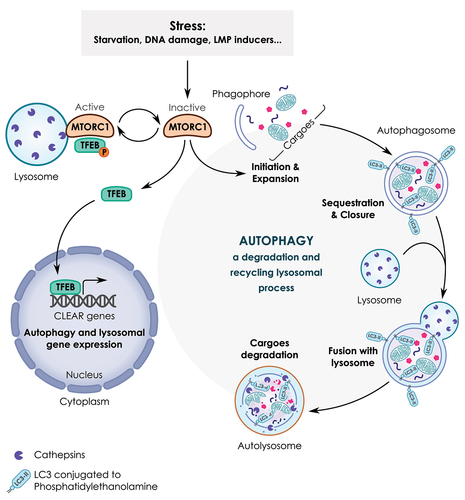 Figure 2. A simplified model of the lysosome-autophagy-TFEB axis. Autophagy is a lysosomal process involved in the degradation and recycling of cellular components such as proteins, lipids and mitochondria. This process is orchestrated by several proteins known as ATG (autophagy related) proteins. Autophagy occurs through multi-step processes including 1) the initiation, formation and expansion of a double-membrane structure, known as a phagophore; 2) the phagophore then encloses cytoplasmic cargoes and seals to form a closed vesicle called an autophagosome; 3) the fusion of the complete autophagosome with the lysosome to form the autolysosome; 4) the degradation of sequestered cargoes by lysosomal hydrolases. As a result, new pools of energy-rich substrates and precursors for anabolic reactions are produced. In response to several stressors (e.g., starvation, DNA damage, lysosomal stress, etc.), autophagy is activated as a result of MTORC1 inactivation. MTORC1 also coordinates the transcription activity of TFEB. Active MTORC1 recruited to the lysosome promotes the phosphorylation of TFEB that leads to TFEB sequestration in the cytosol. Conversely, when MTORC1 is inactivated, TFEB is no longer phosphorylated, allowing its translocation from the cytosol to the nucleus. As a consequence, TFEB binds to the promoter region of several lysosomal and autophagy genes containing coordinated lysosomal expression and regulation (CLEAR) sequences and promotes their transcription.