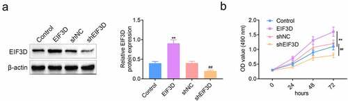 Figure 2. Downregulation of EIF3D suppressed the proliferation of cervix cancer cells. (a). Immunoblot assays showed the protein levels of EIF3D in HeLa cells upon the indicated transfection. (b). MTT assays showed the OD value at 490 nm wavelength of HeLa cells upon the indicated transfection. Data are shown as mean ± SEM, ** p < 0.01 EIF3D vs Control, ## p < 0.01 shEIF3D vs shNC. NC, negative control.