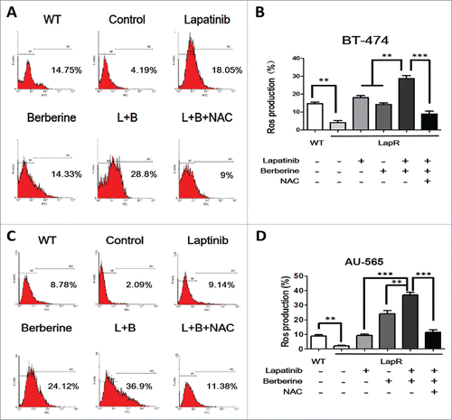 Figure 3. The level of ROS production was observed in both lapatinib-resistant cells (BT-474LapR and AU-565LapR) and wild-type cells (BT-474WT and AU-565WT). We used the Reactive Oxygen Species Assay Kit, and the relative levels of fluorescence were quantified by flow cytometry (530 nm). The cells were treated with lapatinib (2 μM) alone, berberine (2 μM) alone, a combination of lapatinib and berberine (L+B), and a combination of lapatinib, berberine and NAC (2 mM) (L+B+NAC). The untreated wild-type cells were used as the control group (A) The relative level of ROS production was detected by flow cytometry in BT-474 cells. (B) The BT-474LapR cells showed lower levels of ROS production. Treatment with berberine and lapatinib alone and in combination increased ROS production, but the combination of berberine and lapatinib showed stronger effects. Conversely, NAC could clear the ROS production induced by berberine and lapatinib. A line spanning 2 groups indicates that the effect of combination treatment was significantly different than individual treatment. **p < 0.01, ***p < 0.001. (C) The relative level of ROS production was detected by flow cytometry in AU-565 cells. d The result of relative ROS production in AU-565 cells was similar to that of BT-474 cells. *p < 0.05, **p < 0.01, ***p < 0.001.