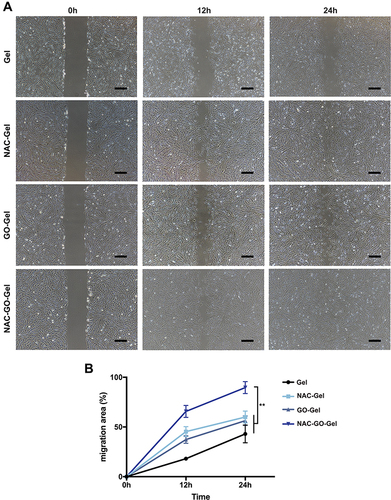 Figure 4 Scratch experiment of human dermal fibroblasts. (A) Scratch images of fibroblasts cultured by leaching four solutions of the scaffolds after 0, 12, and 24h (scale bars=400 µm); (B) migration area (%) of the fibroblasts in different scaffold groups (mean ± SD, **P < 0.01).