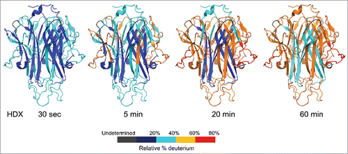 Figure 1. HDX kinetics mapped onto TL1A trimer crystal structure (PDB code: 2RE9). The structure only represents the extracellular domain. Regions were colored from blue to red based on the extent of deuterium uptake (%).