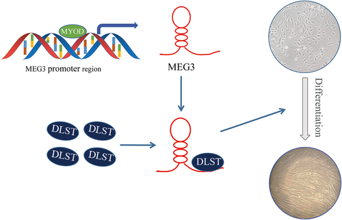 Figure 7. Molecular model for MEG3-regulated differentiation in PSCs.