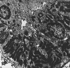 Figure 5 Distal tubule is seen. Nucleus (n), mitochondria (m), basal laminae (bl). X 8837.